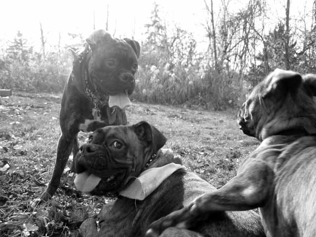Romeo and his pals, Link and Mojo