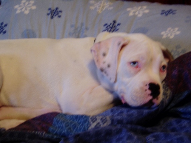 Romeo as a baby in bed