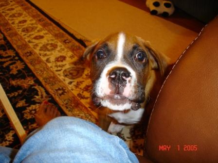 Romeo at 4 months.