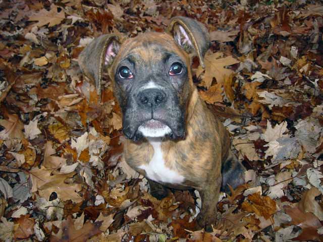 Romeo in the leaves