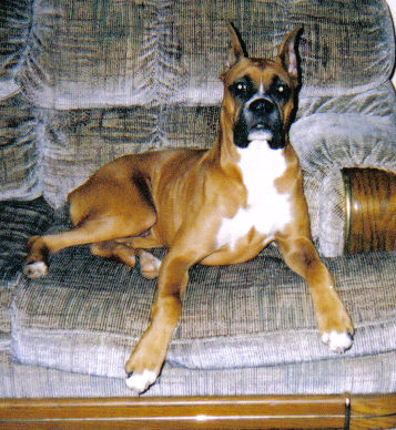 romeo_sitting