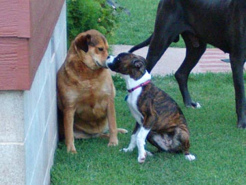 Romie & Her "Cousins"