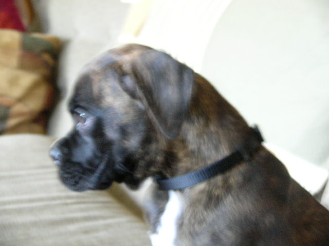 Rommel 9 weeks