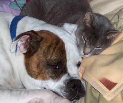 Rommel and Roscoe