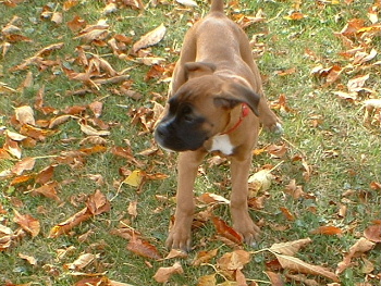 rompin in the leaves