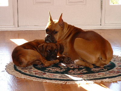 Rookie and Brutus Knapping Together