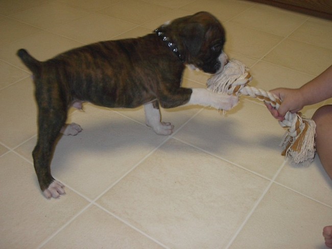 Rope Play