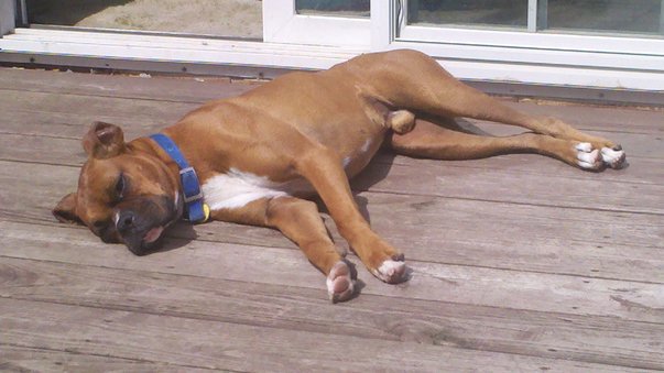 Rosco 2