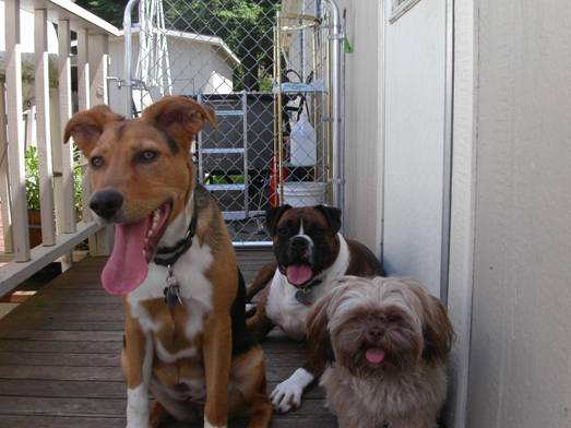 Rosco and friends