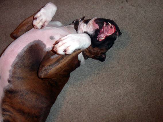 Rosco rolling around
