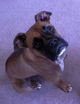 Rosco