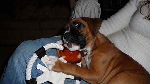 ROSCO_CHEWY_TOY