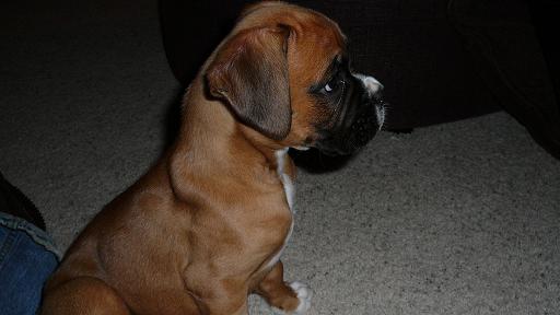 ROSCO_SIDE_VIEW