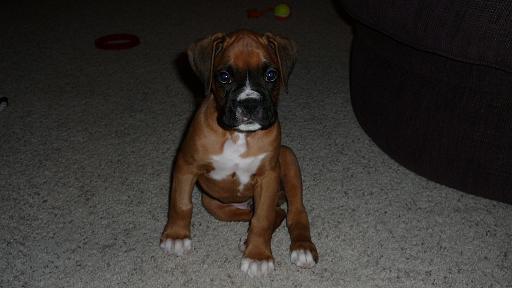 ROSCO_SITTING_PRETTY