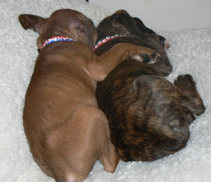 Roscoe and Harley 8 weeks