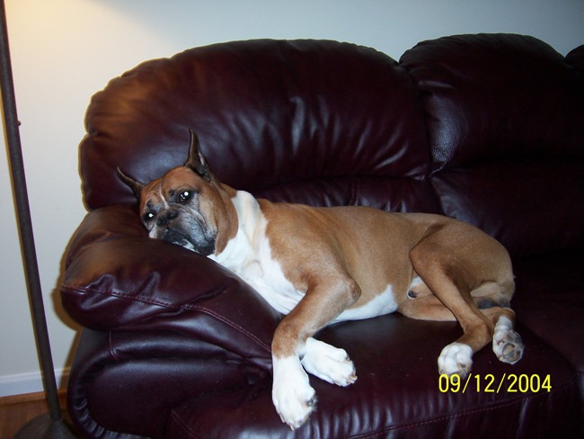 Roscoe at rest.