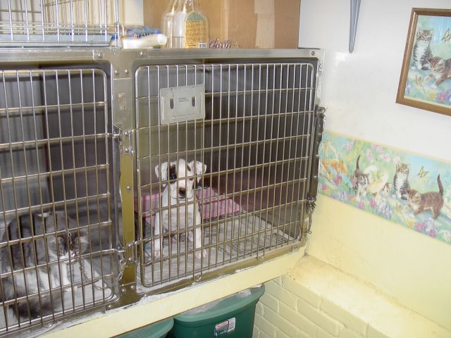 Roscoe at the shelter