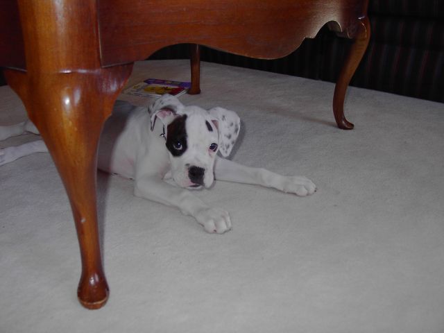Roscoe, "hiding"