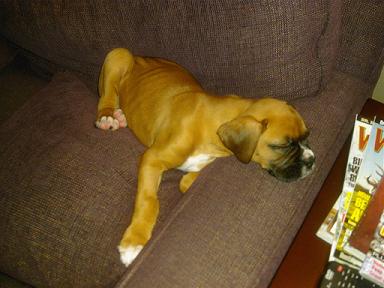 Roscoe is sleepy...