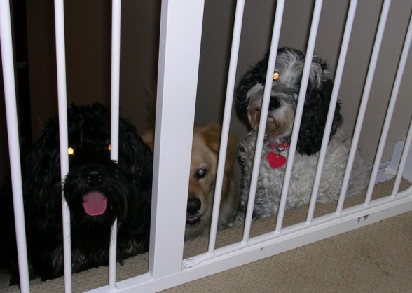 Roscoe, Kirby, and Lucy