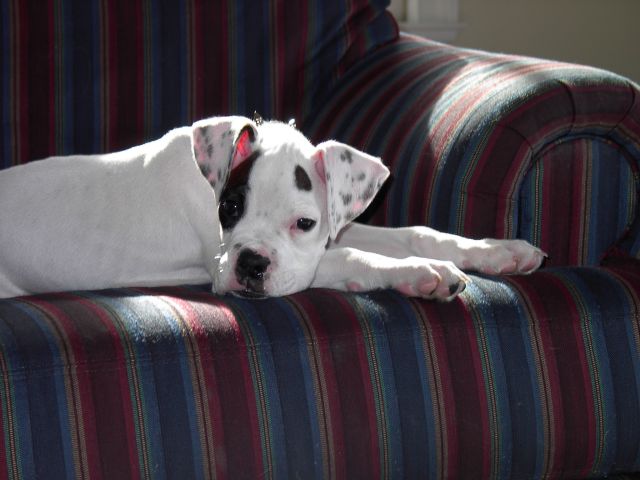 Roscoe on the couch
