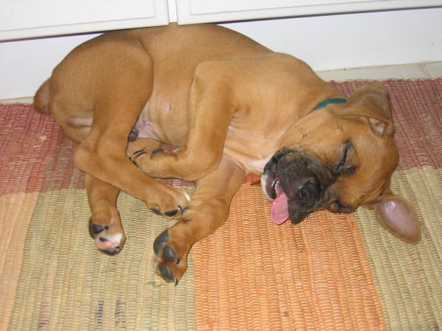 Roscoe Tongue