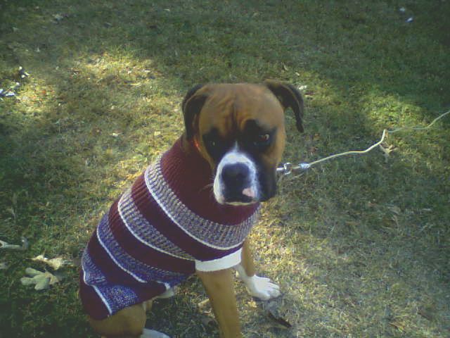 Roscoe was a little chilli that day!!!