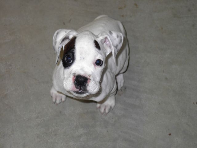 Roscoe