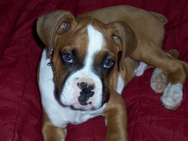 Roscoe
