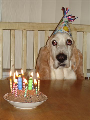 Roscoe's 11th Birthday