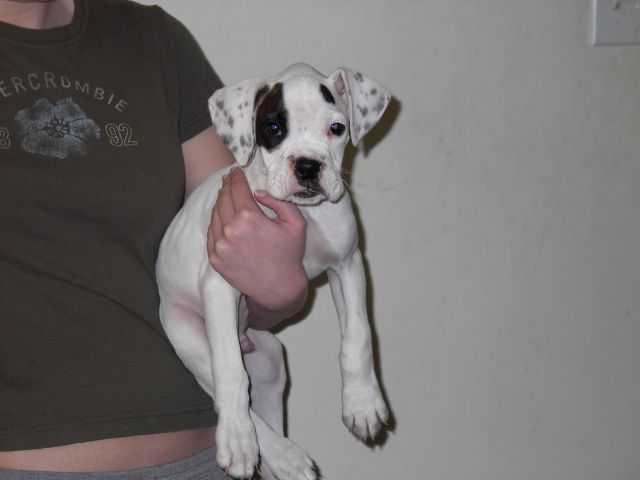 Roscoe's 1st Day Home
