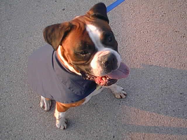 Rosie a rescue dog