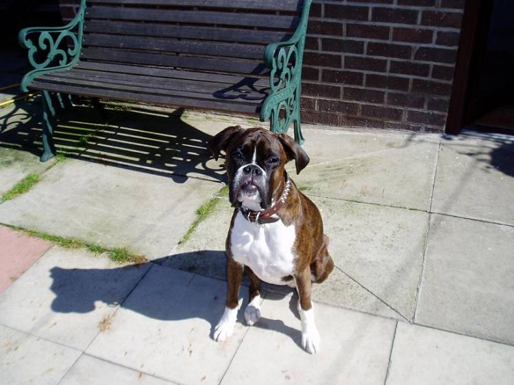 Rosie