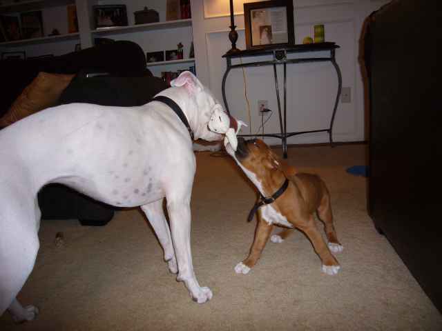 Ross & Chloe