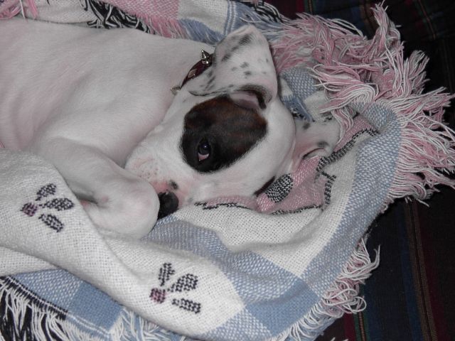 Ross curled up in his blanket