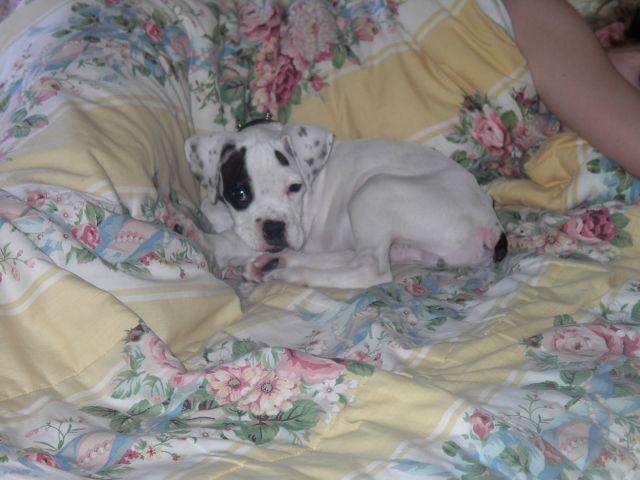 Ross sleeping on my sisters bed