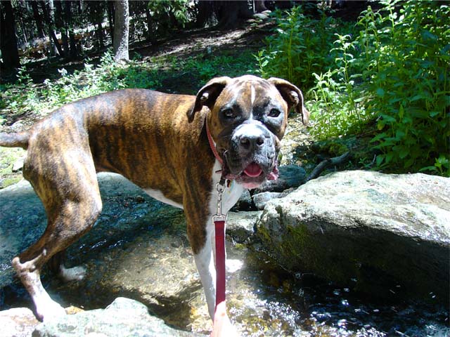 Rossi on a hike