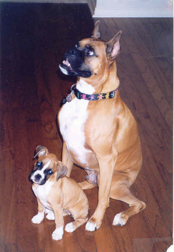 ROSSY and DAISY
