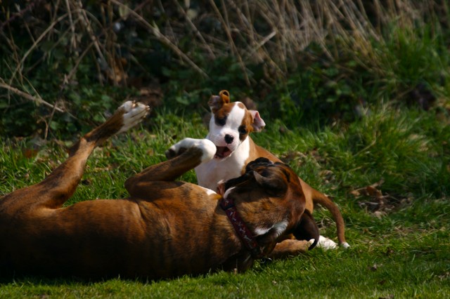 Rough & Tumble