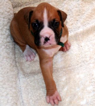 Rowdy 4 wks