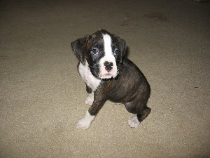 Rowdy 7 weeks