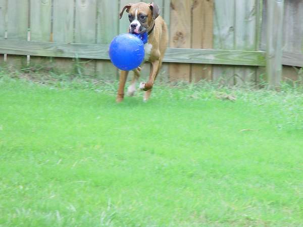 Rowdy and the jolly ball..