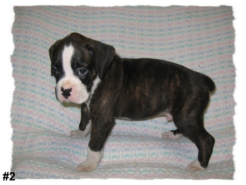 Rowdy at 4 weeks