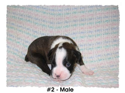 Rowdy Skeeter newborn