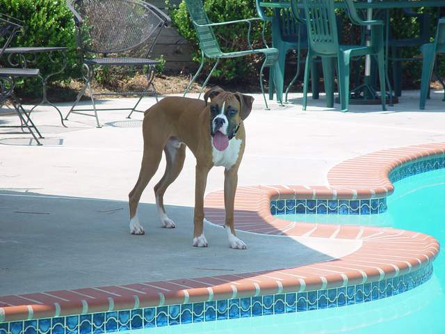 Rowdy trying to stay cool...
