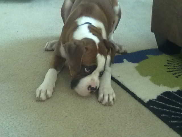 Rowdy2