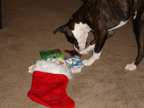 Rowdy's first Christmas