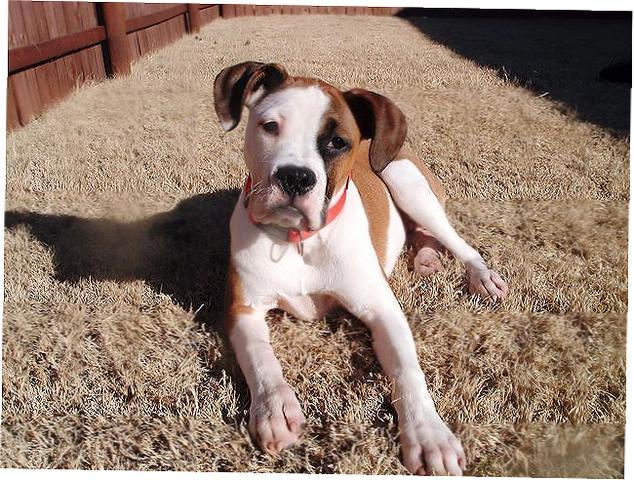 Rox at 5 mos.