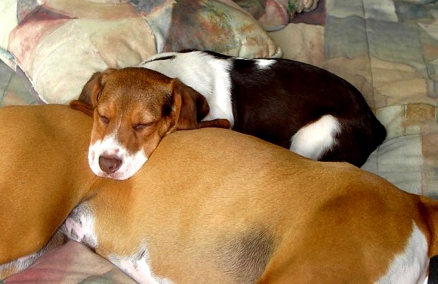 rox_scoot_sleeping_03-04