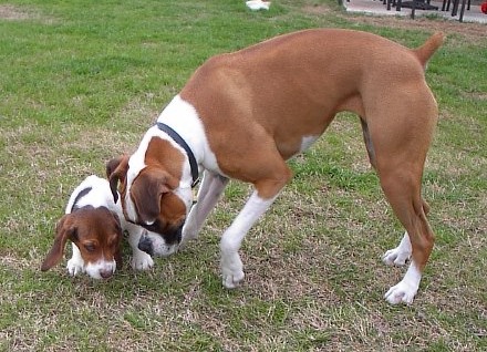 rox_scoot_sniffing_03-04